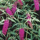 Butterfly Bush.jpg